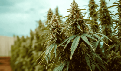 What are indoor and outdoors cannabis seeds?