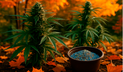 Autumn fertilizers for cannabis: preparing for harvest