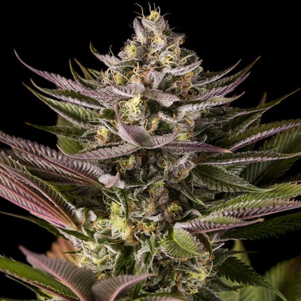 Blue Kush Feminised Gold seeds