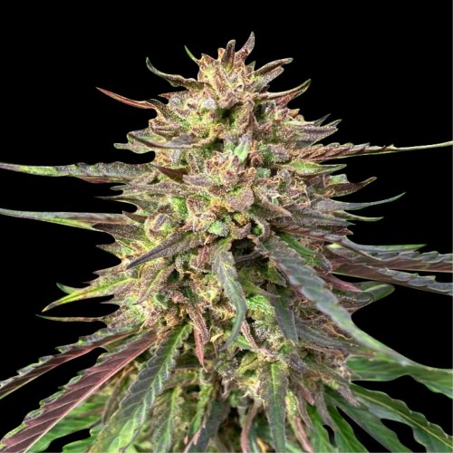 Auto CBD Guerilla Glue Feminised seeds