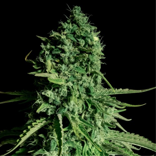 CBD Cheese Feminised seeds