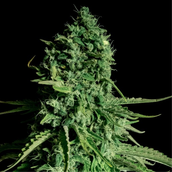CBD Cheese Feminised seeds