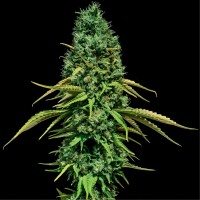 CBD Critical Feminised