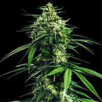 CBD Indica King Feminised seeds