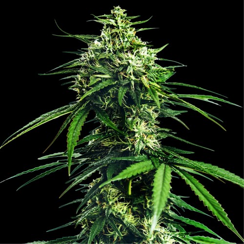 CBD Indica King Feminised seeds