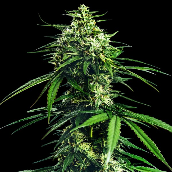 CBD Indica King Feminised seeds