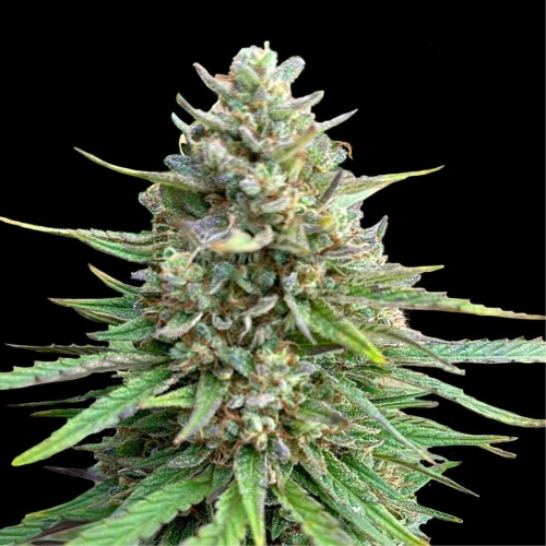 CBD Sativa King Feminised seeds