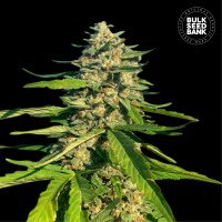CBG Critical Mass Feminised seeds