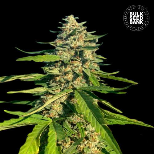 CBG Critical Mass Feminised seeds