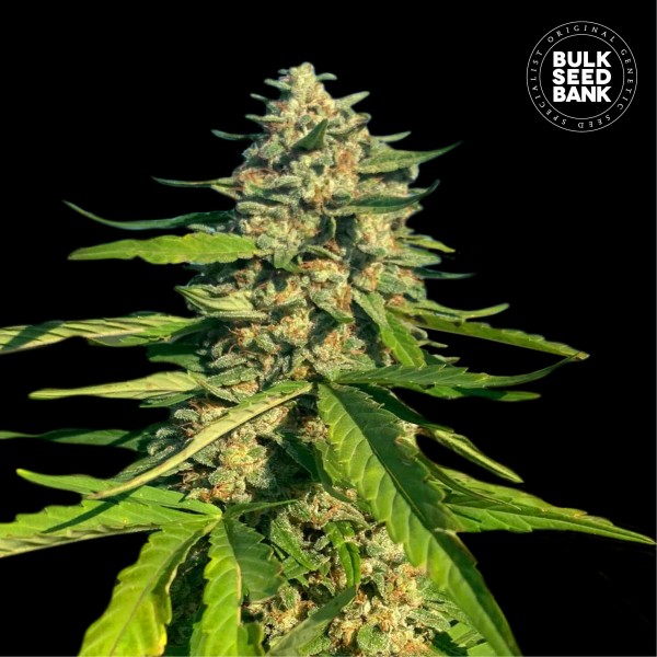 CBG Critical Mass Feminised seeds