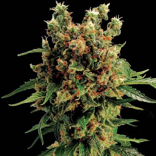 California Haze Feminsed Silver seeds