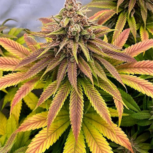 Chemical Bride Feminised Silver