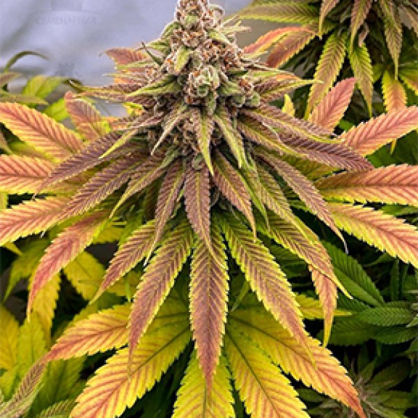 Chemical Bride Feminised Silver