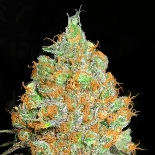Critical Mass Feminised Gold seeds