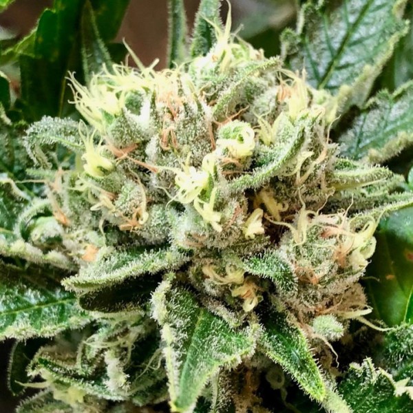 Gelato Feminised Silver seeds 500 pcs