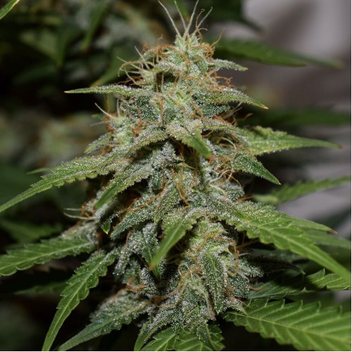Auto Parmesan Feminised seeds