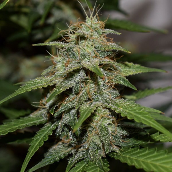 Auto Parmesan Feminised seeds