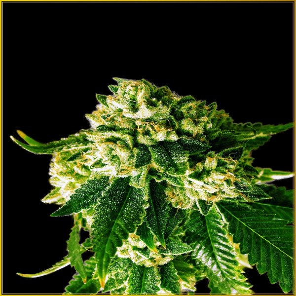 Russian Gold Feminised by Anaconda Seeds