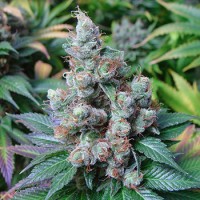 Somango Feminised Silver seeds 500 pcs