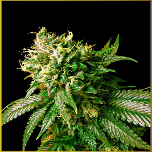 Strong Skunk Feminised by Anaconda Seeds