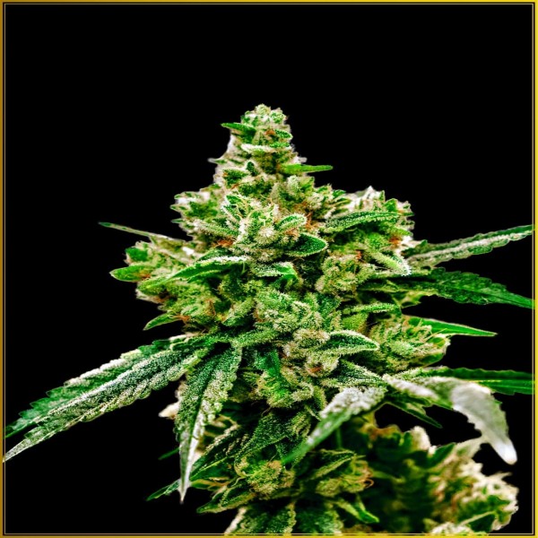 White Widow Feminised by Anaconda Seeds