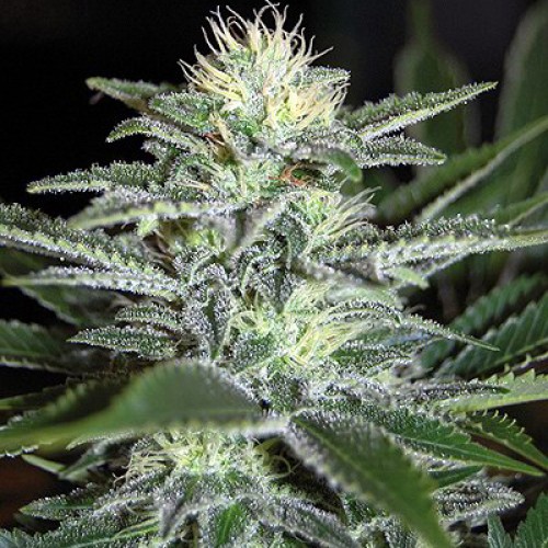 White Widow Feminised Silver seeds 500 pcs