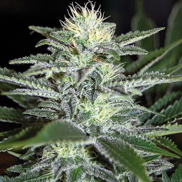 White Widow Feminised Silver seeds 500 pcs