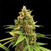 Насіння Winning Cake Feminised Silver - 500 шт