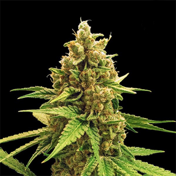 Winning Cake Feminised Silver seeds 500 pcs