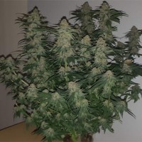 Afghani№1 Feminised Silver