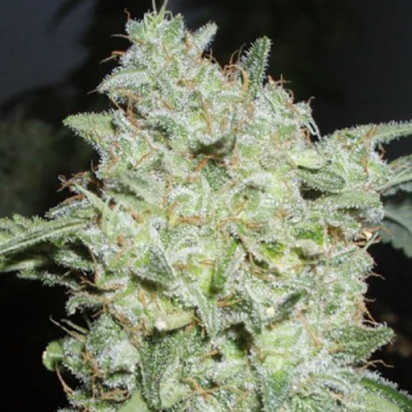 Afghan Kush Feminised Silver Seeds