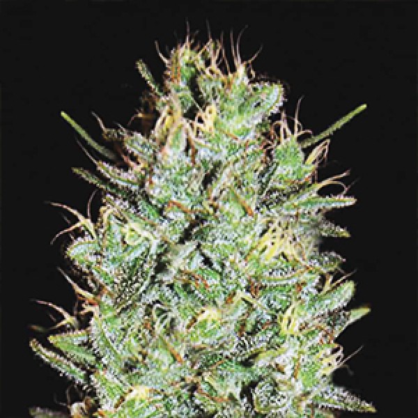 Amnesia Lemon Feminised Gold seeds