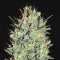 Amnesia Lemon Feminised Gold seeds