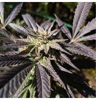 A.M.S. Feminised Silver