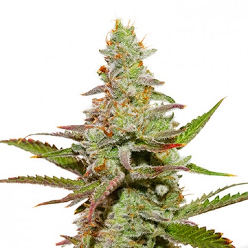 Amsterdam Amnesia Feminised seeds