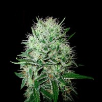 Насіння Auto Big Devil Feminised Gold