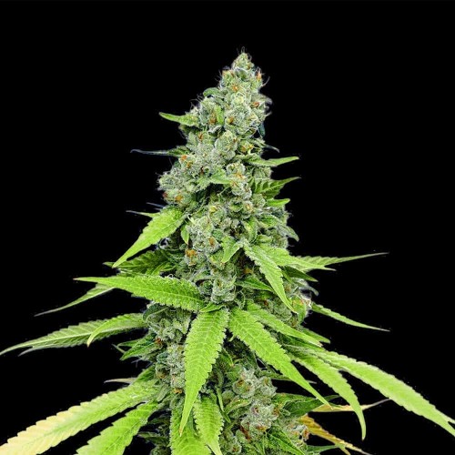 Auto Grande Crack Feminised seeds