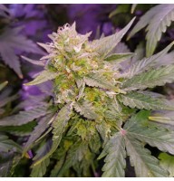 Auto CBD WW Feminised Gold seeds