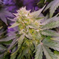 Насіння Auto CBD WW Feminised Gold