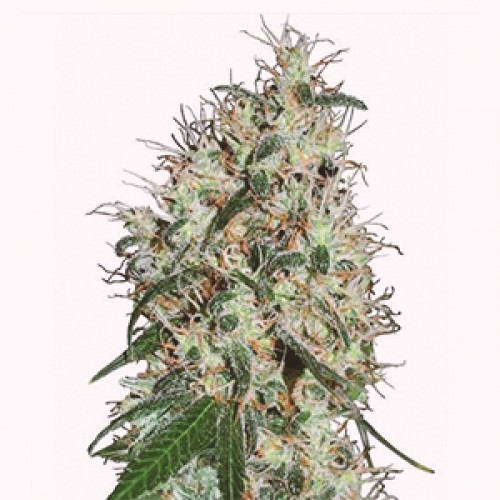 Auto 60 Days Grapefruit Feminised Gold seeds