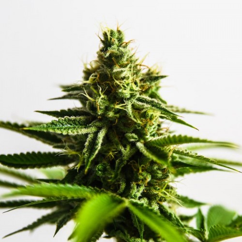 Auto Anaconda Feminised Silver Seeds