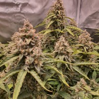 Насіння Auto Banana Blaze Feminised Silver