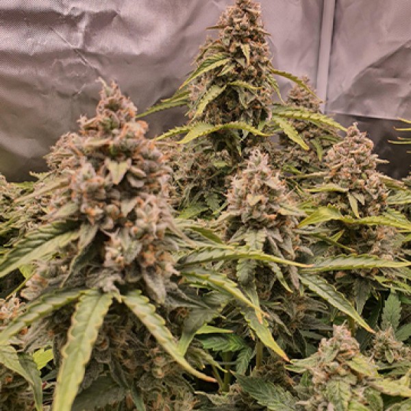 Auto Banana Blaze Feminised Silver