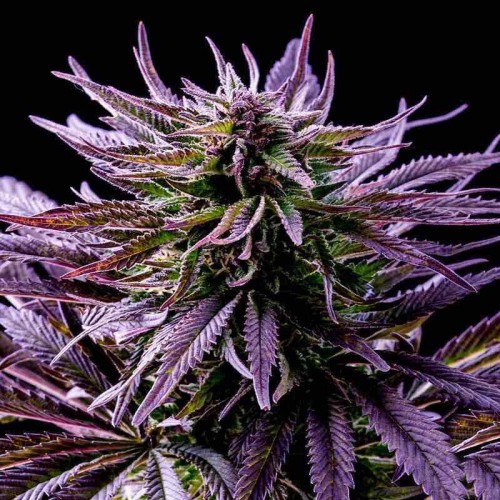 Auto Blueberry Feminised Gold Seeds
