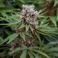 Auto Boss Hogg Feminised Silver Seeds