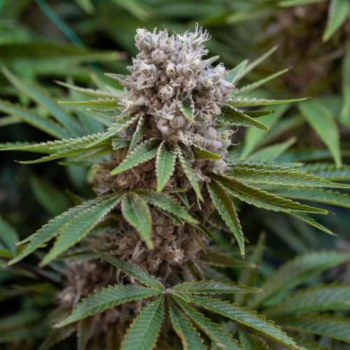 Auto Boss Hogg Feminised Silver Seeds