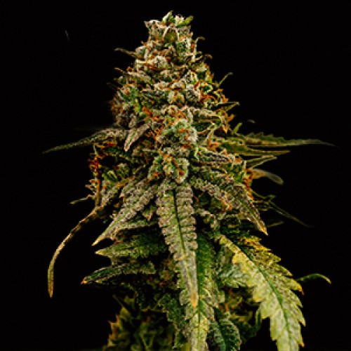 Auto Caffe Racer Feminised Gold seeds
