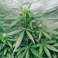 Auto CBD ESmed Feminised Gold