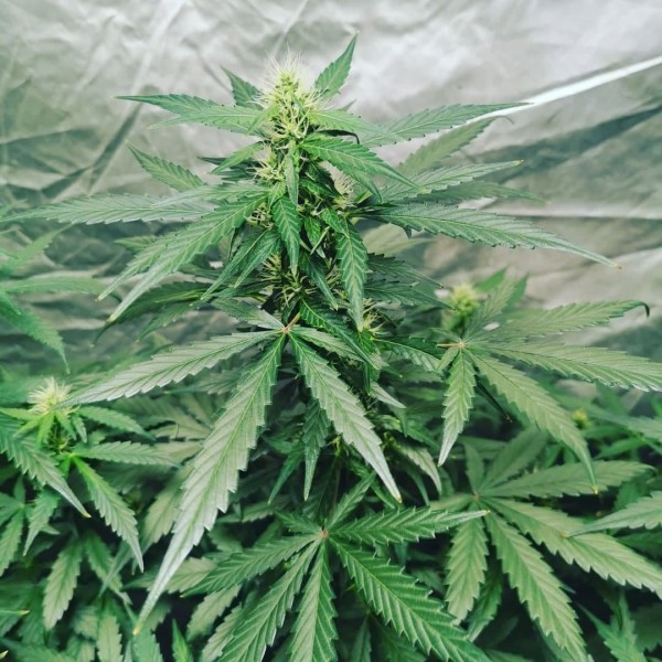 Auto CBD ESmed Feminised Gold