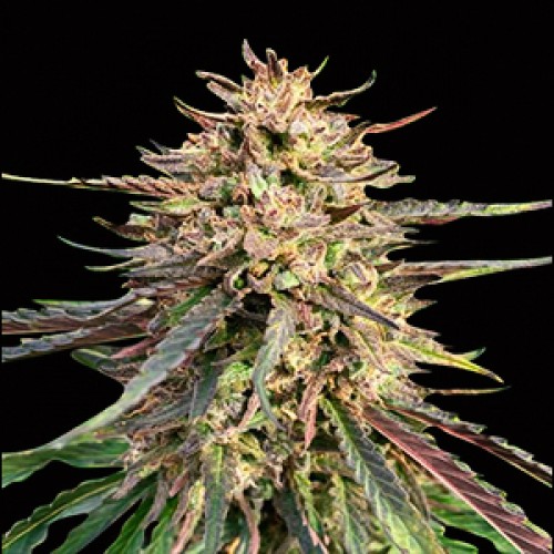 Auto CBD Gorilla Glue Feminised Gold Seeds